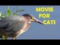 MOVIE FOR CATS: ENTERTAINMENT FOR CATS. Hungry Birds, Squirrels, and Rab...