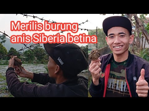 Releasing a female Siberian thrush