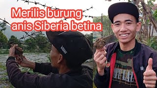 Merilis burung anis Siberia betina
