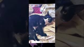 Baby Gonzo #viral #cute #cat #video