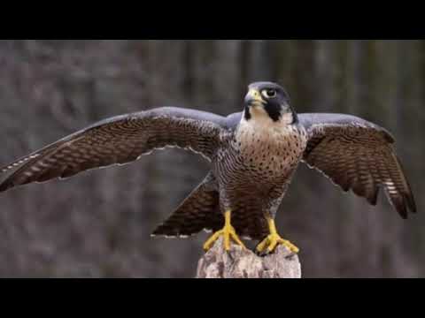 Suara Burung Alap Alap Melengking | Suara Burung Falcon Jernih | Clear Falcon Bird Sound | 0091