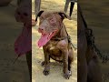 🐶 Cute APBT Female Puppy ❤️🔥#APBTFemalePuppy #APBTPuppy #PitbullPuppy #DogShorts