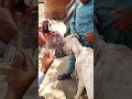 Bakri ko bukhar ka injection lagane ka tarika | Step-by-Step Guide