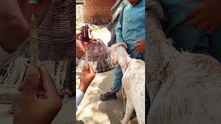 Bakri ko bukhar ka injection lagane ka tarika | Step-by-Step Guide