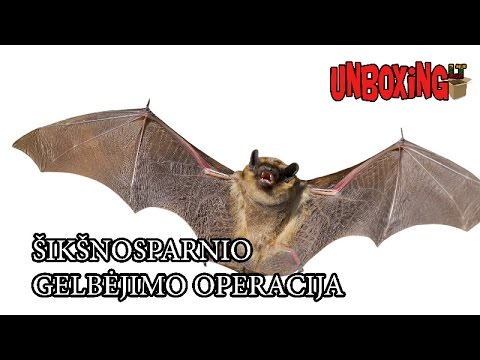 Video: Pasiruošimas Helovinui: šikšnosparniai Gimbal