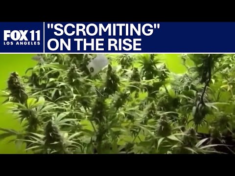 'Scromiting' among heavy marijuana users alarming health officials