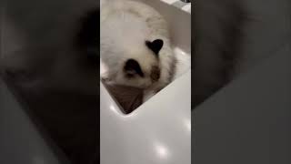 Arizona Cuddly Ragdoll Cats  Cute Dolly Gives Herself a Bath in the Sink