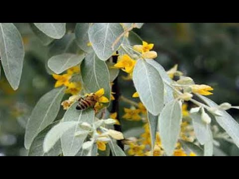 مظلوم ترین درخت عالم