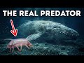 Creepy Deep-Sea Creatures With Talents That Feel Unreal
