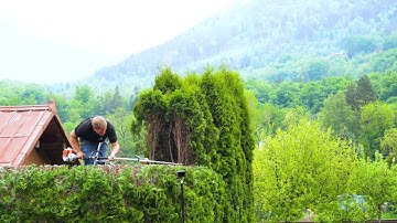 You WON’T BELIEVE This Thuja Hedge Transformation! 😱 10 Years Without Trimming! ✂️🌲