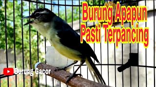 Prenjak Daun Gacor Bikin Semua Burung Nyaut Dengar Suaranya