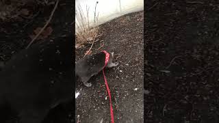 Russian blue cat LOVES to be walked in the snow