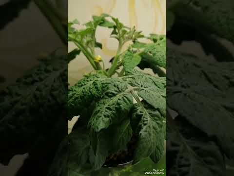 #Помидоры дома. Маленькая Звезда. Простой метод ленивой гидропоники. Доступен всем.