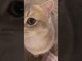    صوت قطه