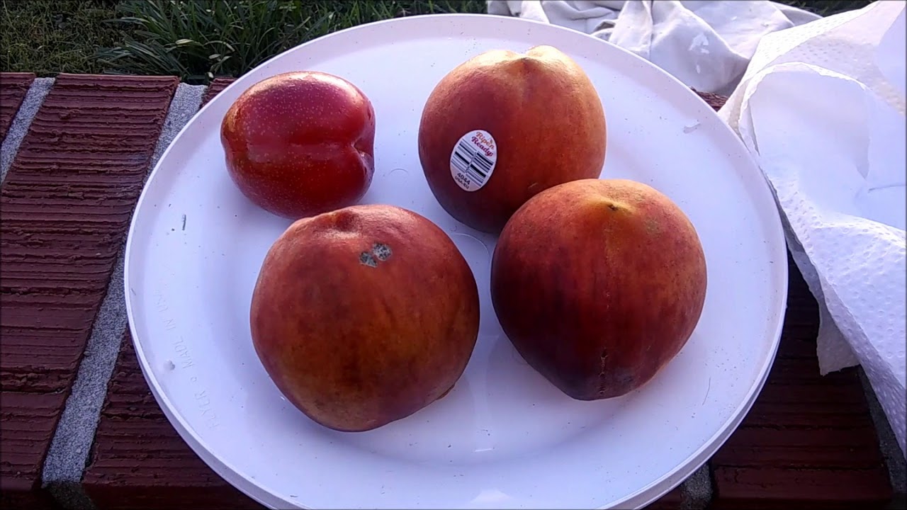 Peach and Plum Tree Seed Planting. YouTube