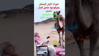 هواة الابل يتبعونها ويراقبونها في حلها وترحالها حتى كبار السن يزيد ارتياحهم وانبساطهم بمرافقتها واط