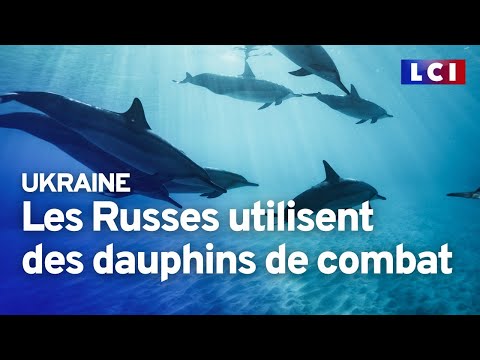 Vidéo: Les dauphins ont-ils été utilisés pendant la guerre ?