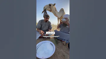 الشماغ راحت مع الابل 
