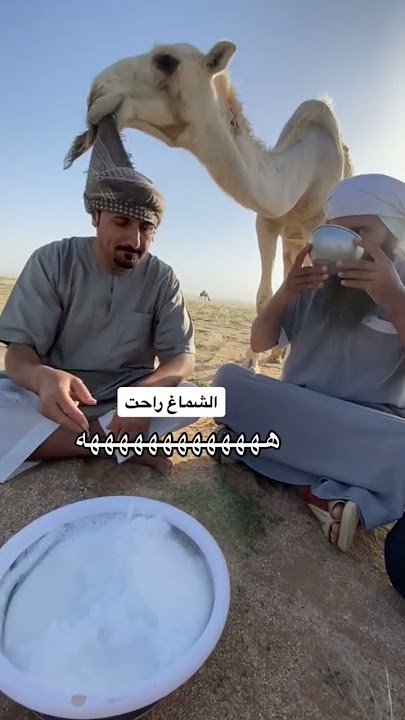 الشماغ راحت مع الابل