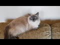 Azalea the Balinese cat goes to the Vet の動画、YouTube動画。