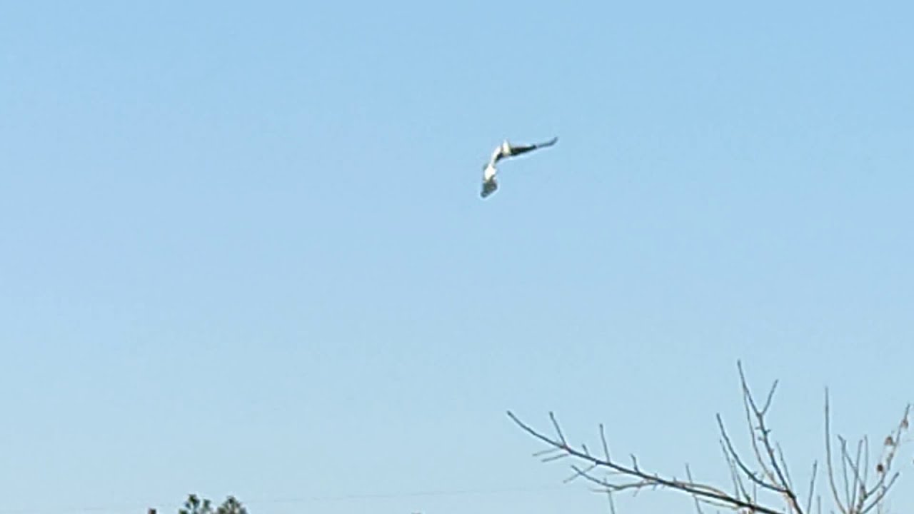 Серая цапля в городе.