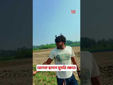 অনেক ছাগল মুসরি ক্ষেতে 😂 #shorts #comedy