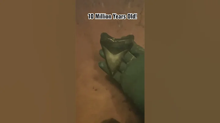 Extinct Megalodon Tooth found Scuba Diving 🔥🔥#shorts