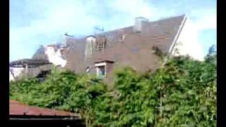 Taklaci Güvercin - Miski Cakmakli Süper Kanat Sesi Almanya - Samsunlu Gürkan