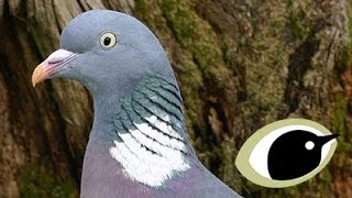 Wood Pigeon Bird Facts