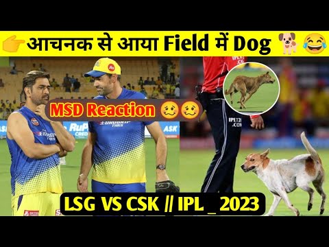 LSG Vs CSK Field में आया Dog || MSD Reaction || IPL 2023 ||