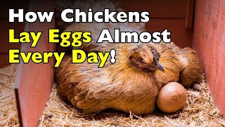 What Makes CHICKENS Lay Eggs Almost Every Day?
