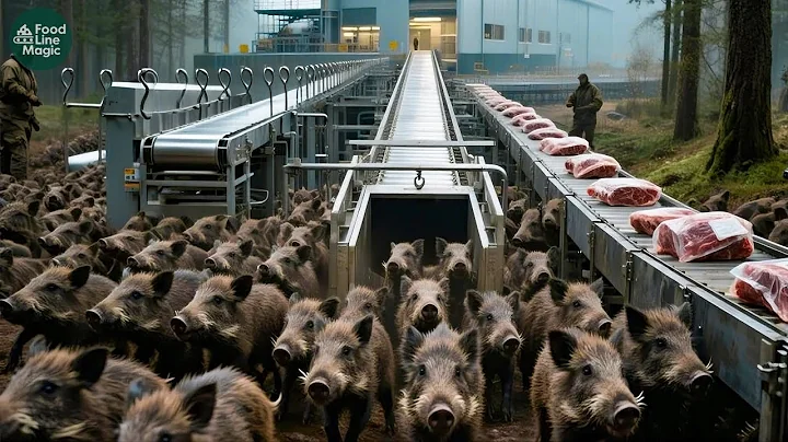 How Farmers Capture 1,7 Million Wild Boars Without Hunting - Inside a Wild Boar Meat Factory