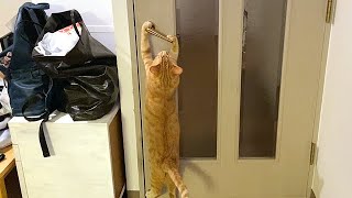 脱走する猫