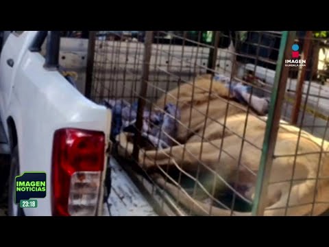 Guardia Nacional asegura un león y camioneta en Acatic | Noticias GDL con Rey Suárez