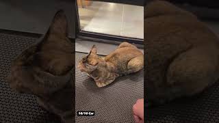 cute cat 😻 #gamerfleet #anshubisht#shorts #wamugangshorts