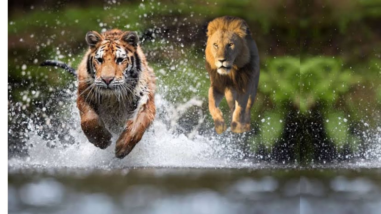 Wild animals wildlife documentary in hindi national Geographic