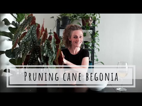 Pruning
