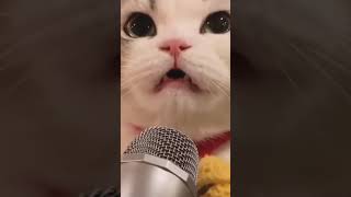 cute cat singing song 😻 #shorts #cat #trending Resimi