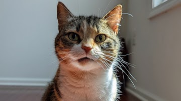 my cat has FLUTD (Feline Lower Urinary Tract Disease)