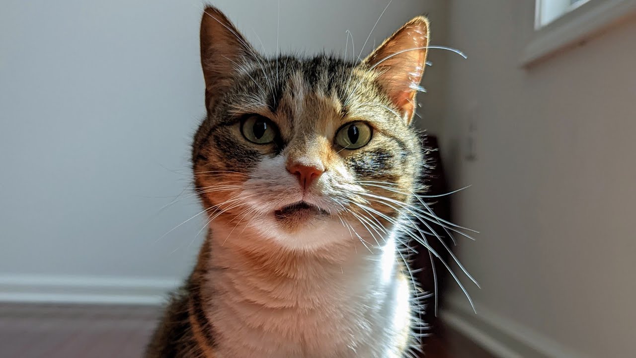 Curated visual reference: Fresh Look at My Cat Has Flutd Feline Lower Urinary Tract Disease