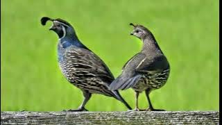 Nada Notifikasi Message WhatsApp Burung Puyuh