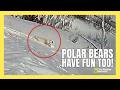 Polar Bear Caught On Camera Tobagganing In Newfoundland