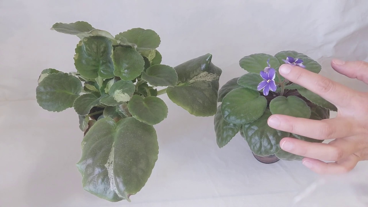 REPRODUCCIÓN de VIOLETAS africanas - QUIMERAS.