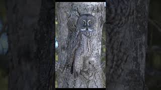 Aqueles olhos… Camuflagem de Coruja Cinzenta. 🦉