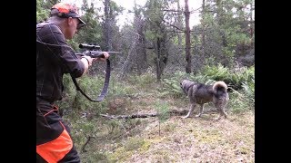 Träning av vildsvinshundar och älghundar i hägn hos Mamima jakt