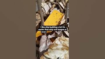 Chip Budding