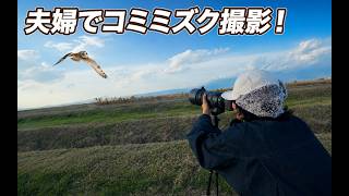 【野鳥観察】コミミズクを観察したら面白すぎた！！！！