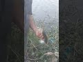 AHB #youtube #fishing #pamplet #tilapiya like subscribe share mor videos click my channel