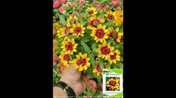 Cúc Lá Nhám Lùn Viền Vàng ZIN522 #cuclanhamlun #cuclanham #zin522 #cuczin522