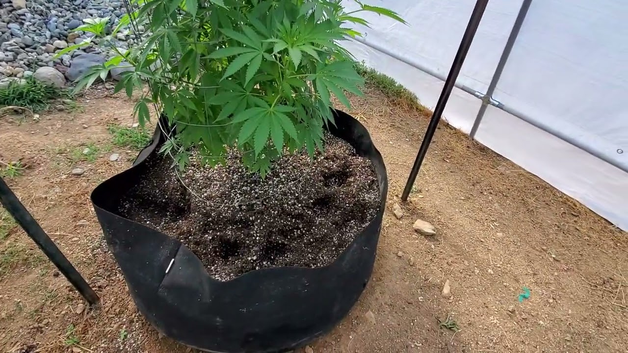 My 2023 Outdoor Grow